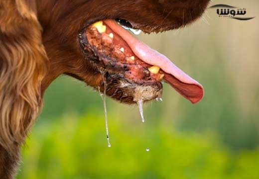 هاری (rabies)