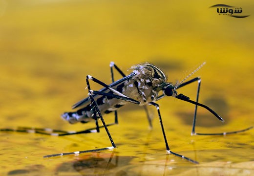 تب زرد (Yellow fever)
