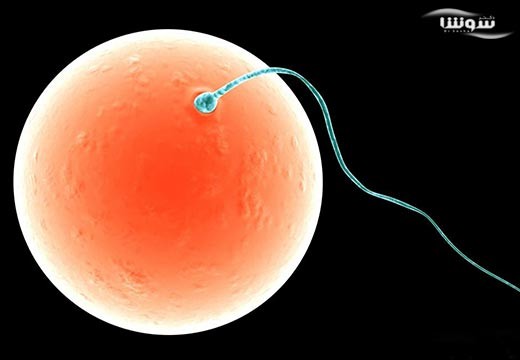 تقويت اسپرم مردان براي بارداري