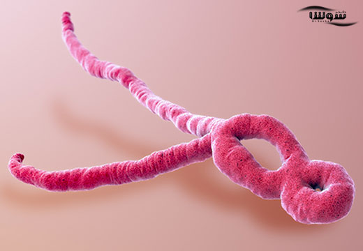 ابولا (Ebola) ابولا (Ebola)