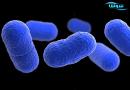 لیستریا  (listeria)