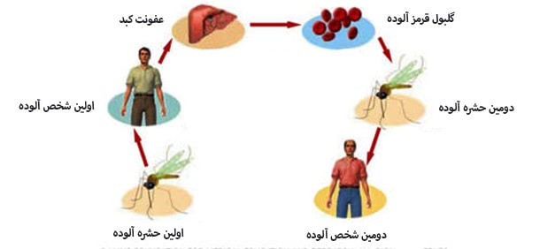 مالاریا : چرخه انتقال مالاریا از طریق حشره