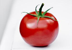 گوجه فرنگی عامل آسیب به مفاصل - دکتر سوشا