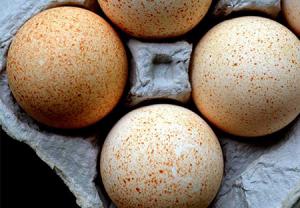 تخم مرغ در رژیم غذایی کاهش وزن سریع