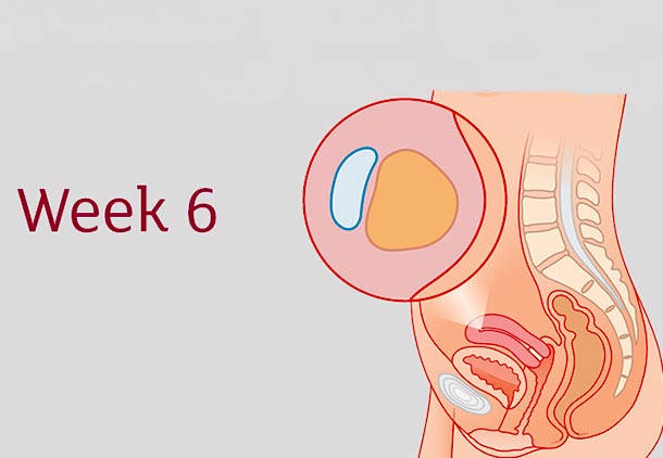علائم و وضعیت زن باردار در هفته ششم بارداری