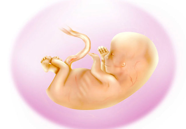 رشد جنین در هفته یازدهم بارداری