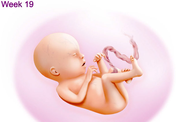 تغییرات جنین در هفته نوزدهم بارداری