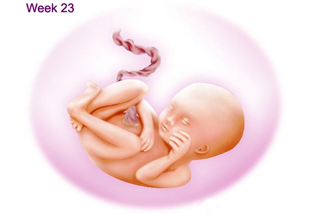 تغییرات جنین در هفته بیست و سوم بارداری