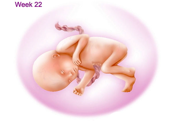 اندازه جنین در هفته بیست و دوم بارداری