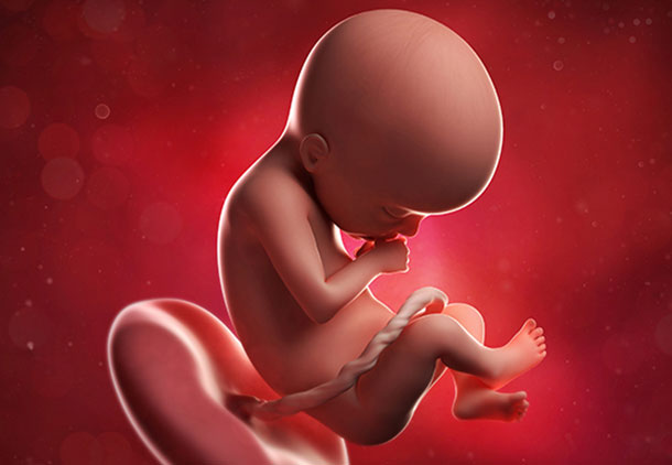 تکامل اندام‌های حرکتی جنین در هفته بیست و یکم بارداری