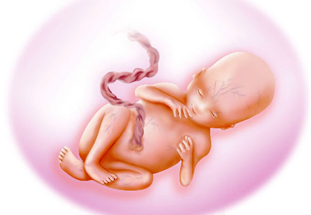 تکامل حس بینایی جنین در هفته بیست و یکم بارداری