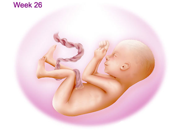 تغییرات بدن جنین در هفته بیست و ششم بارداری