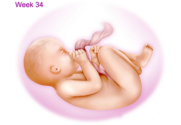 تغییرات بدن جنین در هفته سی و چهارم بارداری