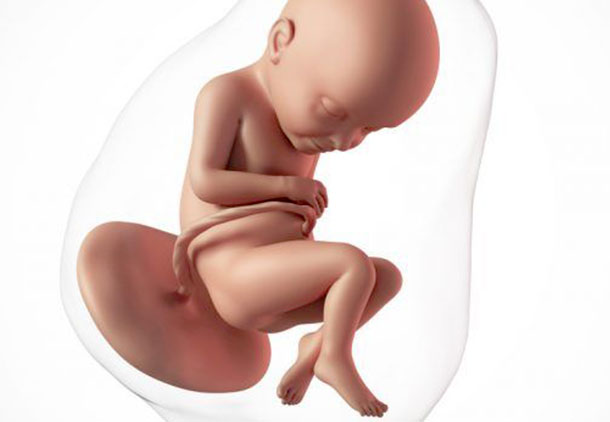 اندازه بدن جنین در هفته سی و دوم بارداری
