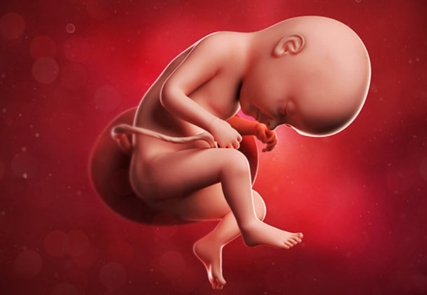 تغییرات بدن جنین در هفته سی و سوم بارداری