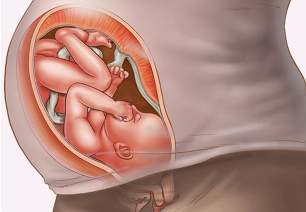 هفته سی و هفتم بارداری : تغییرات رحم در هفته سی و هفتم بارداری