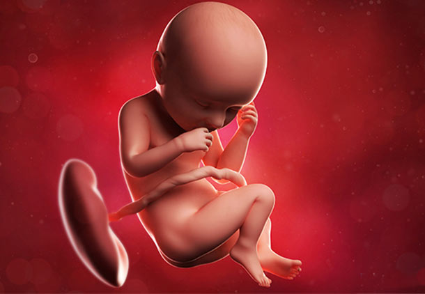هفته سی و هفتم بارداری : تغییرات بدن جنین در هفته سی و هفتم بارداری