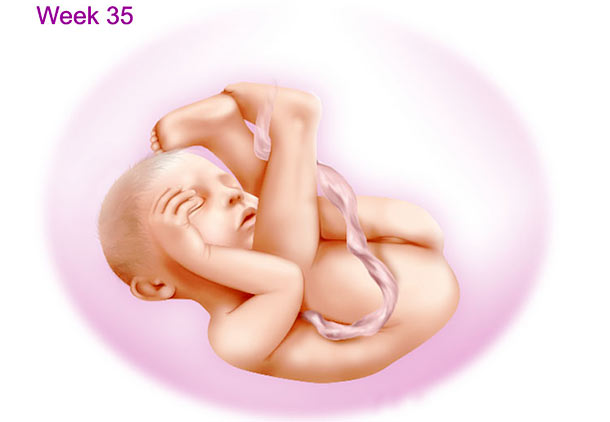 تغییرات بدن جنین در هفته سی و پنجم بارداری