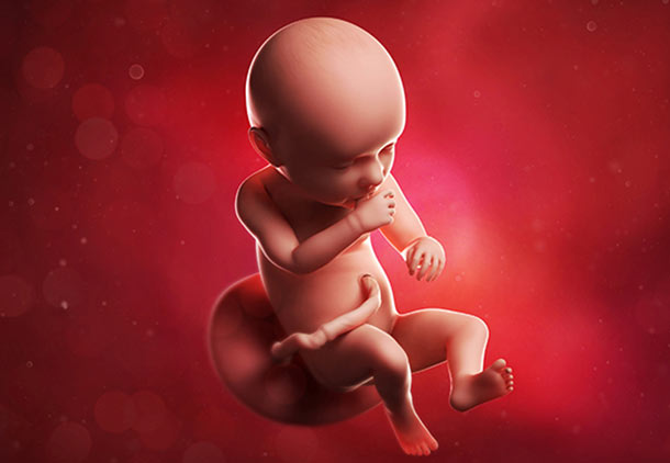 هفته سی و نهم بارداری : تغییرات بدن جنین در هفته سی و نهم بارداری