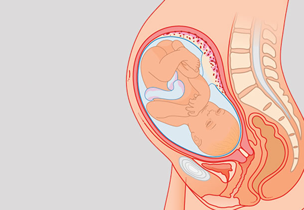 هفته سی و نهم بارداری : موقعیت و حرکت جنین در هفته سی و نهم بارداری