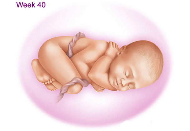 هفته چهلم بارداری : اندازه جنین در هفته چهلم بارداری