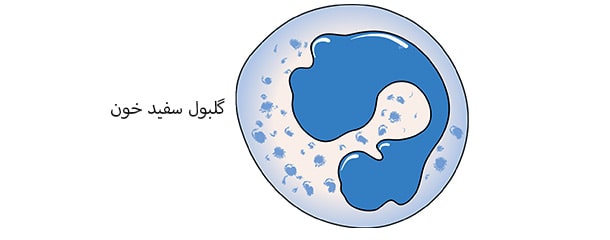 آزمایش اسپرم : آنالیز آزمایش اسپرم