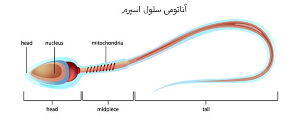 آزمایش اسپرم : تصویر اسپرم