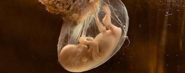 ماه هفتم بارداری : تغییرات جنین در ماه هفتم بارداری