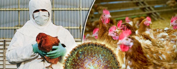 آنفولانزای پرندگان : علت بیماری آنفولانزای پرندگان