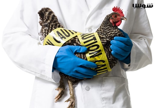 آنفولانزای پرندگان | آنفولانزای مرغی | Avian Influenza آنفولانزای پرندگان | آنفولانزای مرغی | Avian Influenza