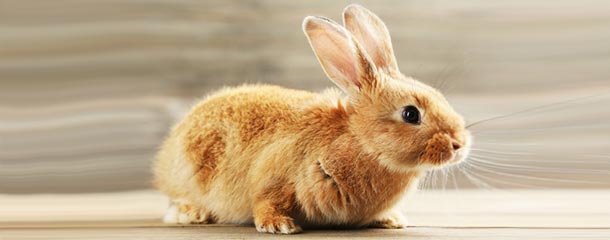درمان قطعی پانیک بدون دارو با دادن شکل خرگوش به بدن