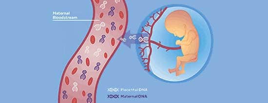 آزمایش غربالگری : آزمایش DNA آزاد جنین در پلاسمای خون مادر (cffDNA)