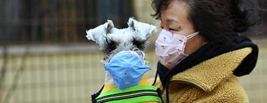 ویروس کرونا و حیوان خانگی : آیا قرنطینه کردن حیوانات خانگی مهم است؟